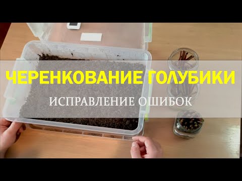 Видео: Черенкование голубики одревесневшими черенками. Исправление ошибок.