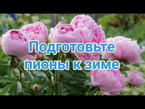 Видео: Подготовка пионов к зиме  Обрезка  Подкормка  Лечение  Укрытие