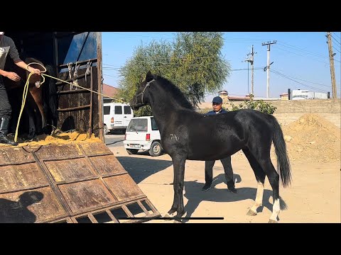 Видео: Чекир 320000 сатылды 24 октября 2025 г.