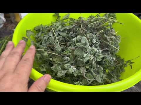 Видео: КӨК ШӨПТЕРДІ ҚЫСҚА ДАЙЫНДАЙСЫЗ БА! ЖАЛБЫЗДЫ КӨП ҚЫЛЫП ДАЙЫНДАП АЛДЫМ #қазақшарецепт #мята #рек 