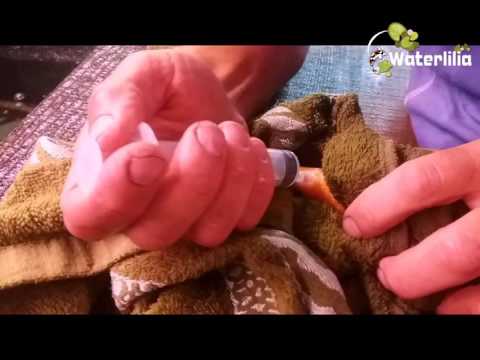 Видео: Нерест карпа кои в домашних условиях часть 1