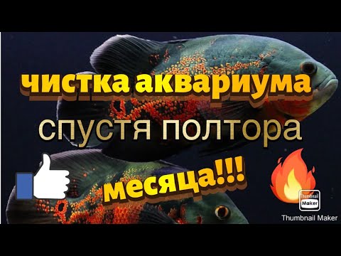 Видео: Чистка аквариума после долгого перерыва.