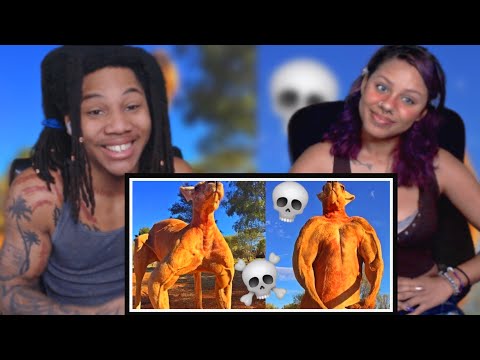 Видео: 10 животных с энергетикой чёрных ВВС (Casual Geographic)