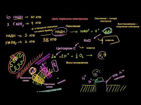 Видео: Окислительное фосфорилирование и хемиосмос (видео 9) | Клеточное дыхание | Биология