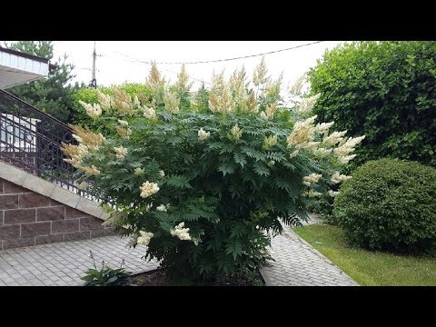 Видео: Рябинник рябинолистный. Посадка и уход | Про Сад с Любовью