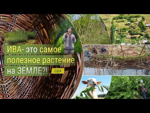 Видео: Ива - это самое полезное растение на земле?!