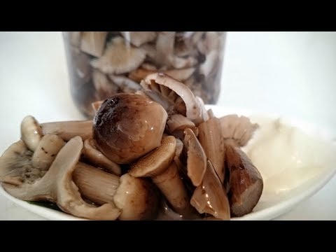 Видео: Солим грибы горькушки, грузди и волнушки//Хрустящие соленые грибы!!!