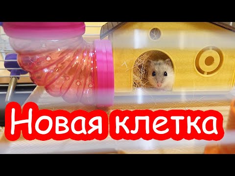 Видео: VLOG Новая клетка Стёпы и Цаци
