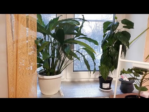 Видео: 🌺Новый Сезон 2024 г 🌺ОБЗОР Растений! Часть 3!🌺