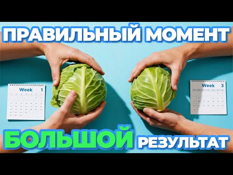 Видео: Поздняя подкормка капусты: 3 навозных раствора для плотных кочанов