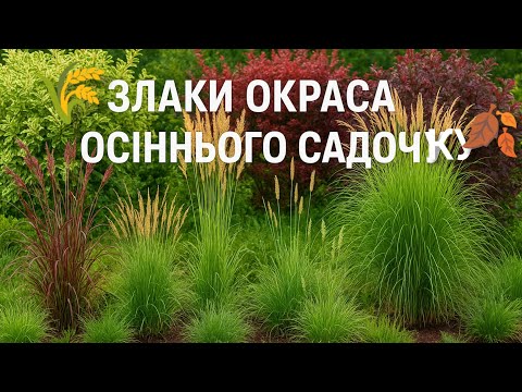 Видео: ✨ЗЛАКИ🌾ВАЖЛИВИЙ ЕЛЕМЕНТ ОСІННЬОГО🍂🍁🍂ДИЗАЙНУ❗ЗЛАКИ🌾,ЩО ПРИКРАШАЮТЬ САДОК І ВЗИМКУ❄️БІЛЬШЕ В ОПИСІ🌾⏬⌛⏬