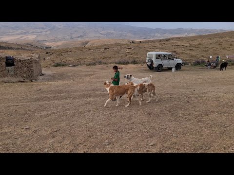 Видео: Исмаил и его горные Волкодавы!