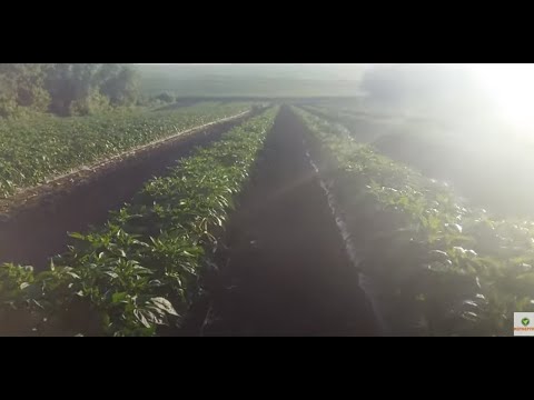 Видео: 12 июля. Сколько и когда поливаю, подкармливаю, контролирую влажность почвы  в поле с овощами?