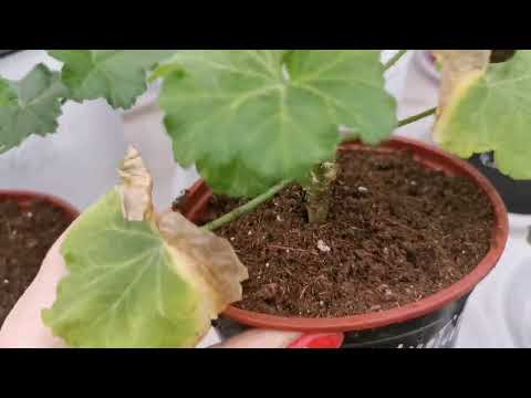 Видео: Небольшой обзор теплицы, мои новинки, формировка, черенкование плющелистной пеларгонии.