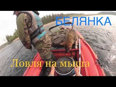Видео: Рыбалка на Белянке. Ленок на мышь