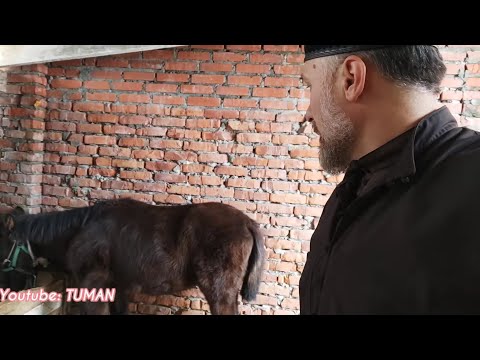 Видео: 😳 Ужас что Это ,после Глисстагонки Горного жеребчика.