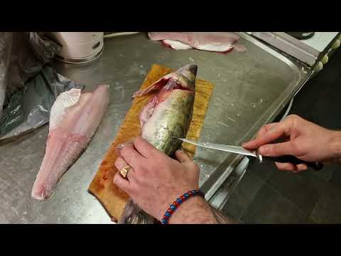 Видео: Как я филерую судака!