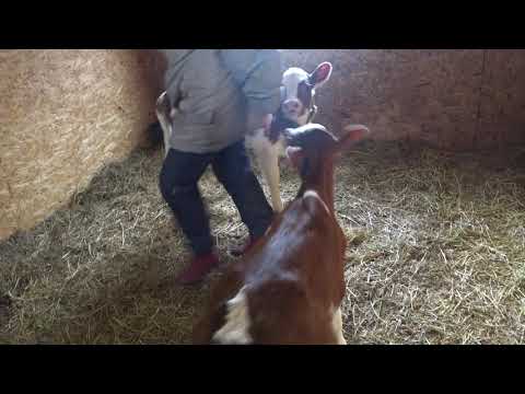 Видео: Ребятам о зверятах .