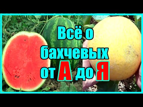 Видео: ВСЁ О БАХЧЕВЫХ ОТ А ДО Я / СДЕЛАЙ ТАК И АРБУЗЫ И ДЫНИ БУДУТ БОЛЬШИМИ И СЛАДКИМИ!