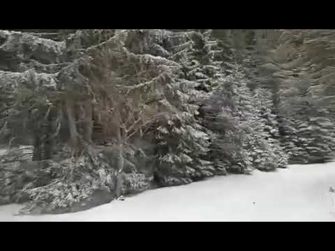 Видео: Разходка в гората някъде над Върховръх