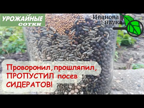 Видео: Ну вот! НЕ УСПЕЛ посеять СИДЕРАТЫ! Что теперь делать?