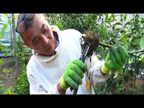 Видео: Лимон өстүрүүнүн жолдору.  Жалал-Абад облусу.