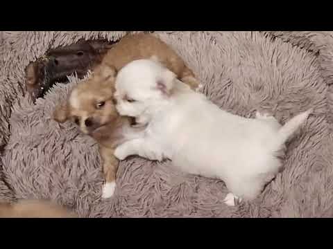 Видео: Они уже рычат)))🐕 🥰ну такие сладкие❤️