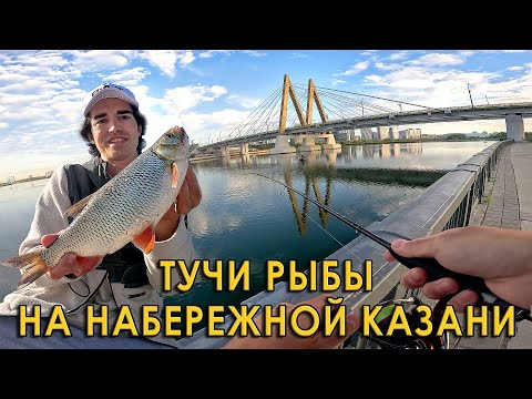 Видео: Вот она, рыба мечты! На что клюют язи в центре Казани?