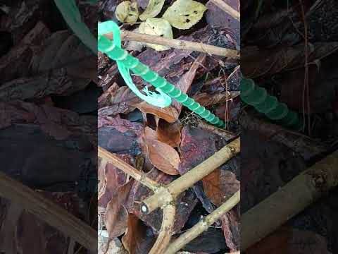 Видео: Осенняя обрезка гортензий. 3 способа. Заявки на древесный черенок89527828234