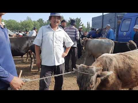 Видео: гов мол бозори қумсангир 04 06 2023