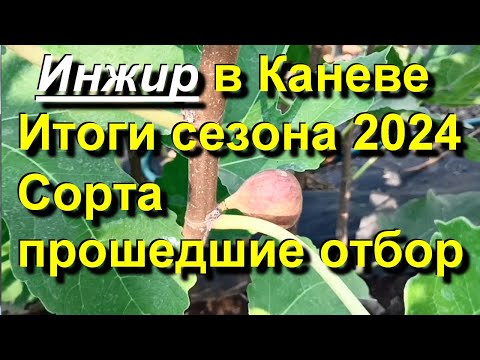 Видео: Инжир в Каневе. Итоги 2024. Сорта прошедшие мой отбор. 2024 10 13