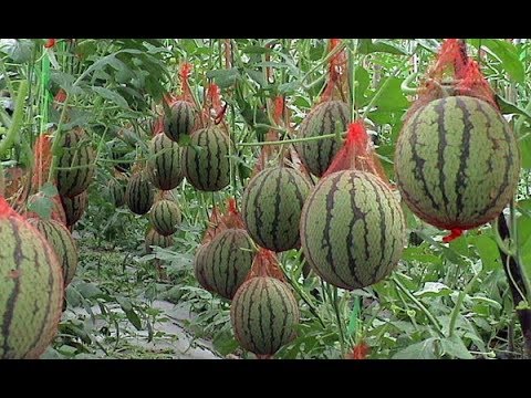 Видео: ОБАЛДЕННЫЙ СПОСОБ ВЫРАЩИВАНИЯ КАБАЧКОВ,АРБУЗОВ И ДЫНЬ!