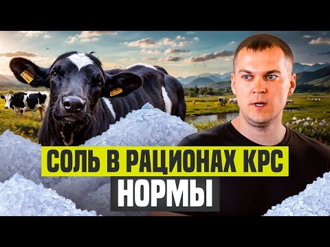 Видео: Соль в рационах КРС. Коротко и по фактам: Нормы, предельные дозировки, формы ввода.