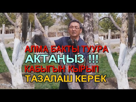 Видео: АЛМА БАКТЫ ТУУРА АКТАҢЫЗ   КМЦ КЫРГЫЗСТАН