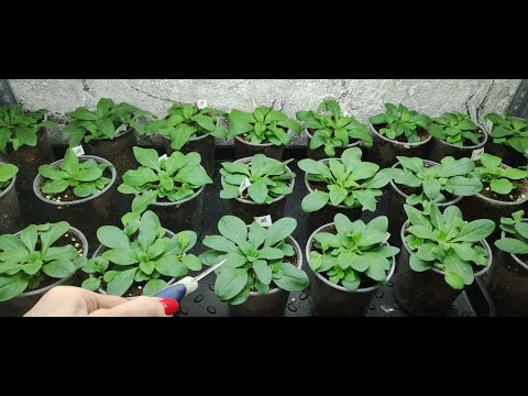 Видео: Обязательно сделайте это для петунии. После такой прищипки быстро нарастет огромный цветущий шар.