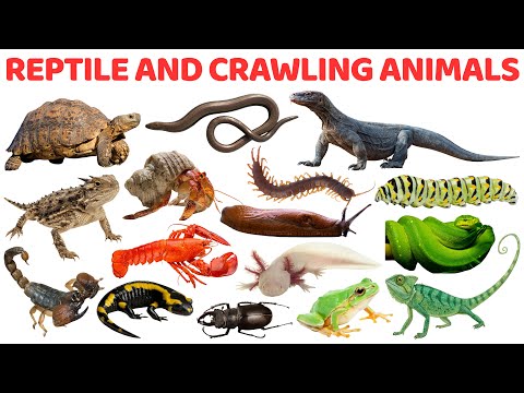 Видео: 20 пресмыкающихся и ползающих животных для детей | Изучаем пресмыкающихся и ползающих животных дл...