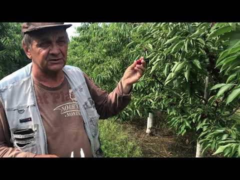 Видео: Выращивание и реализация черешни премиум класса.