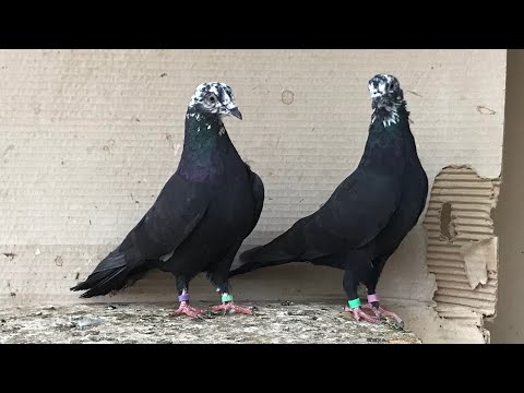 Видео: Винтовые , Столбовые / Сколько труда вложено чтобы получить таких Голубей 🔥🇲🇩🔥