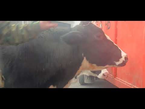 Видео: 98 594 00 27 ватсаб 2 САР МОЛХОИ БУГУЗ АЗ ФЕРМА ХЕЛЕ АРЗОН УСПЕТ КУНЕД