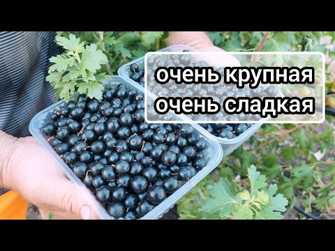 Видео: Очень крупная и сладкая золотистая смородина