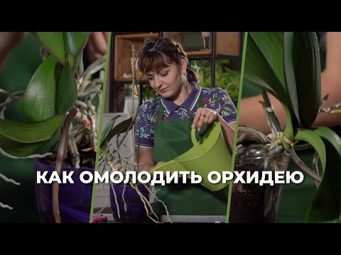 Видео: «Зеленее будет». Как омолодить орхидею