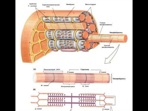 Видео: Механизм мышечного сокращения