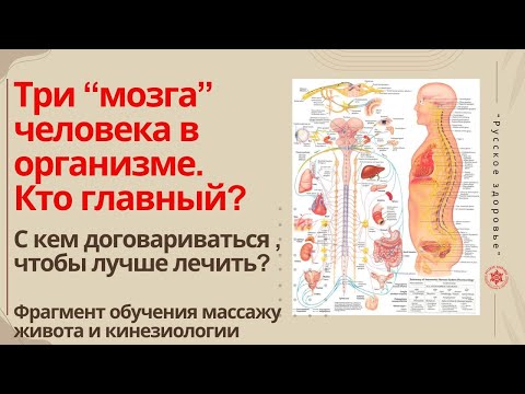 Видео: Три “мозга” человека в организме. Кто главный? С кем договариваться , чтобы лучше лечить?