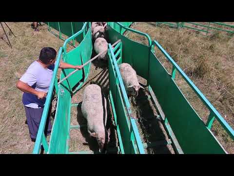 Видео: Әр қазақ бай болсын! Жаңа мобильді қозғалмалы құрылғы.