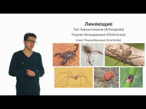 Видео: Зоология беспозвоночных. Разнообразие беспозвоночных. Часть 4  (Виноградов Д. Д.)