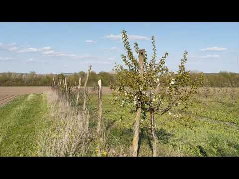 Видео: Холодний травень 2021. Грушевий сад, перед цвітінням груші.
