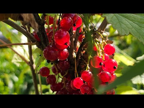 Видео: Полетели  листья. Копаем картофель. Бабье лето.