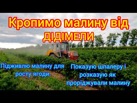 Видео: Кропимо малину від Дідімели. Шпалера на ремонтантну малину. Пурпурова плямистість, плодова гниль.