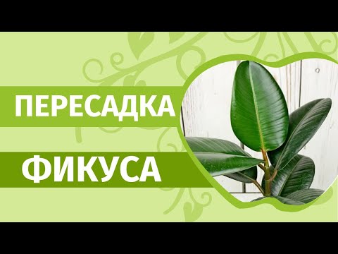 Видео: Фикусы   это модно! Пересадка фикуса Бенджамина и Эластика