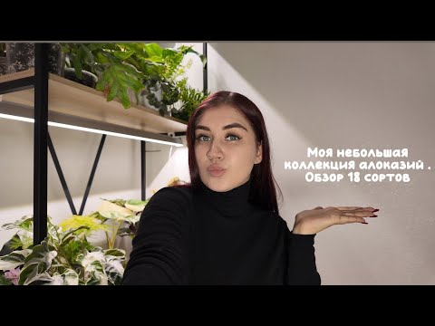 Видео: Моя небольшая коллекция алоказий. Обзор 18 сортов 